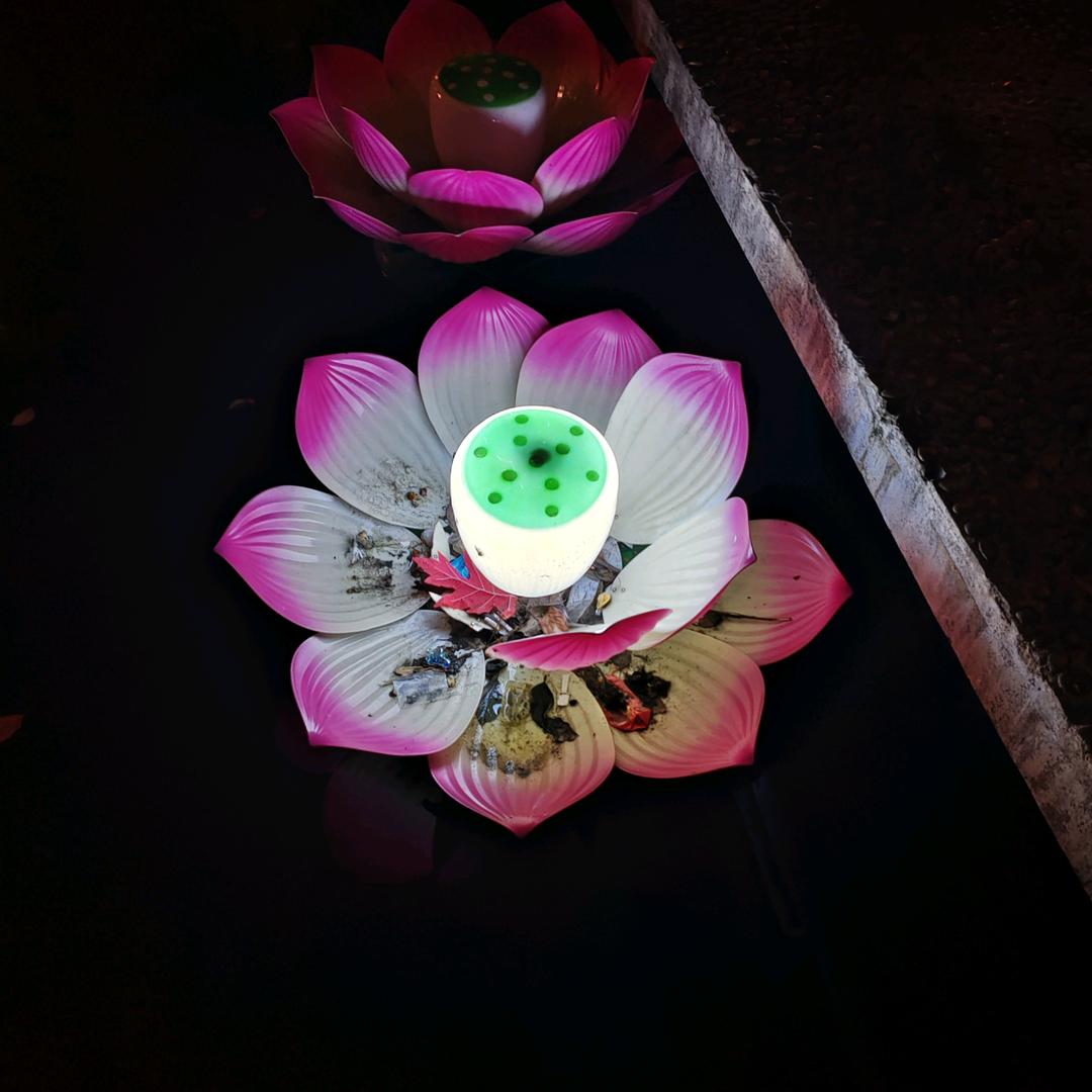 蝴蝶梦（赣州刀妹）