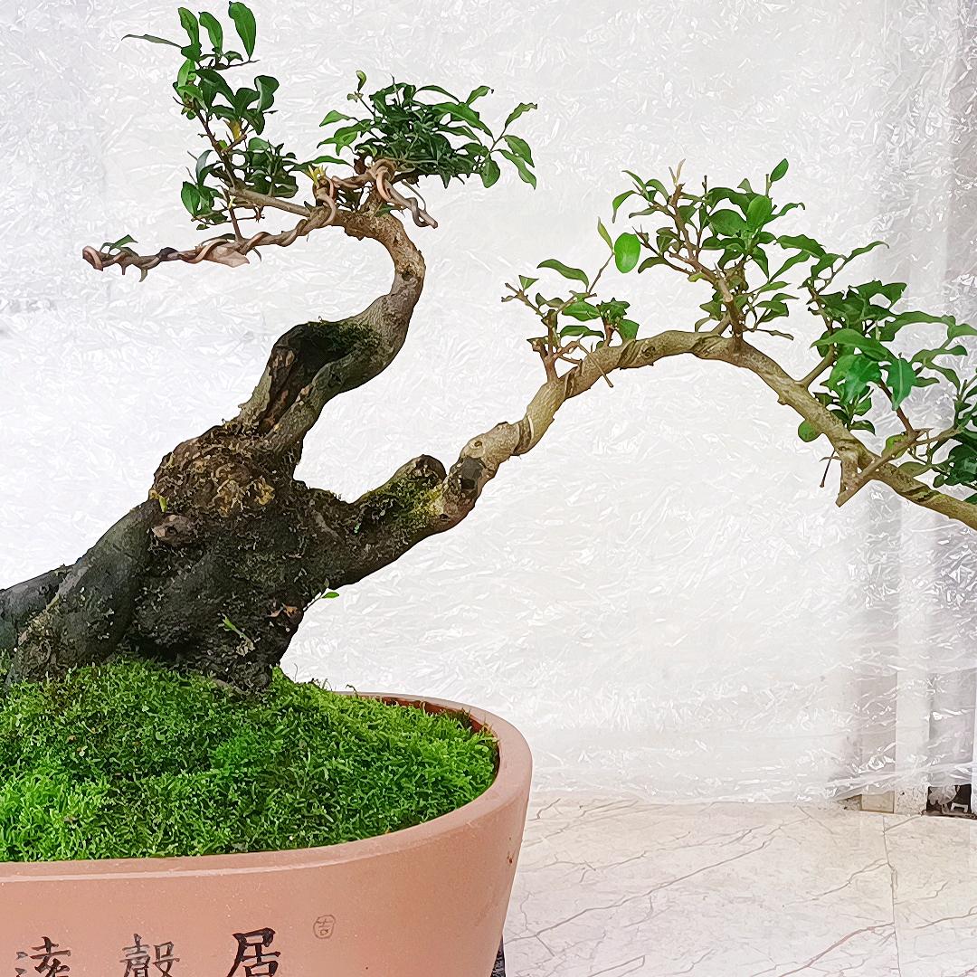 金弹子  罗汉松盆景园艺