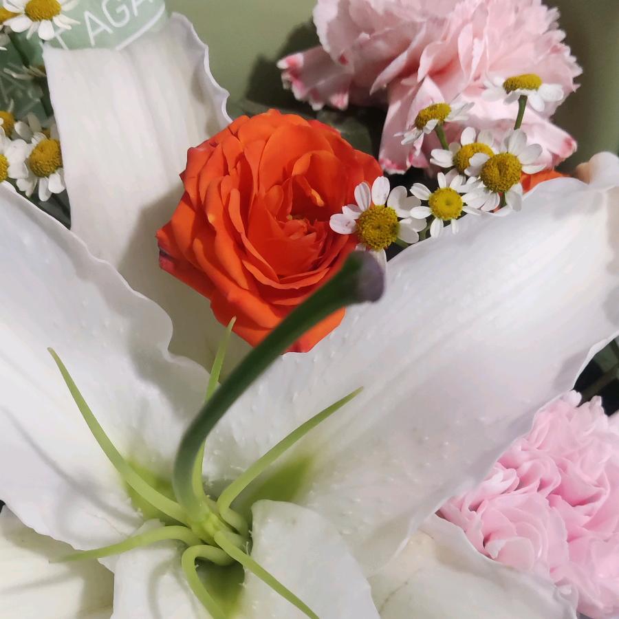 带刺的🌹