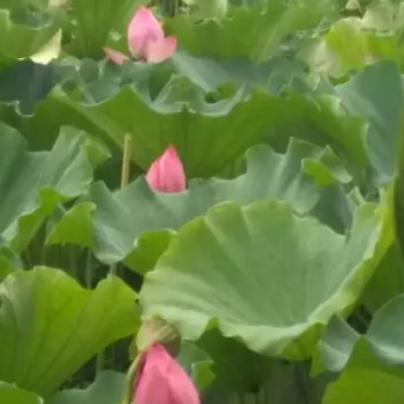 ✌︎陈风破浪✌︎