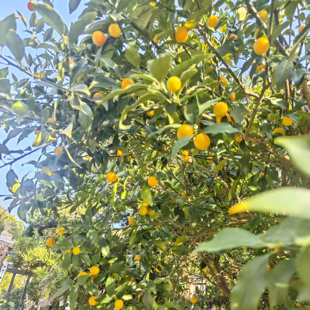 花语头像