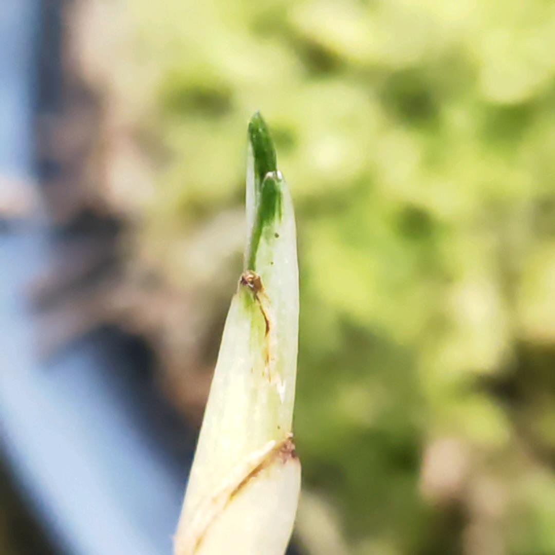爱上兰花