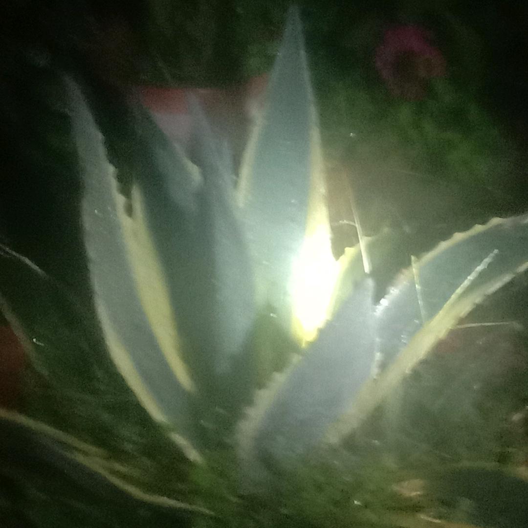 飘哥