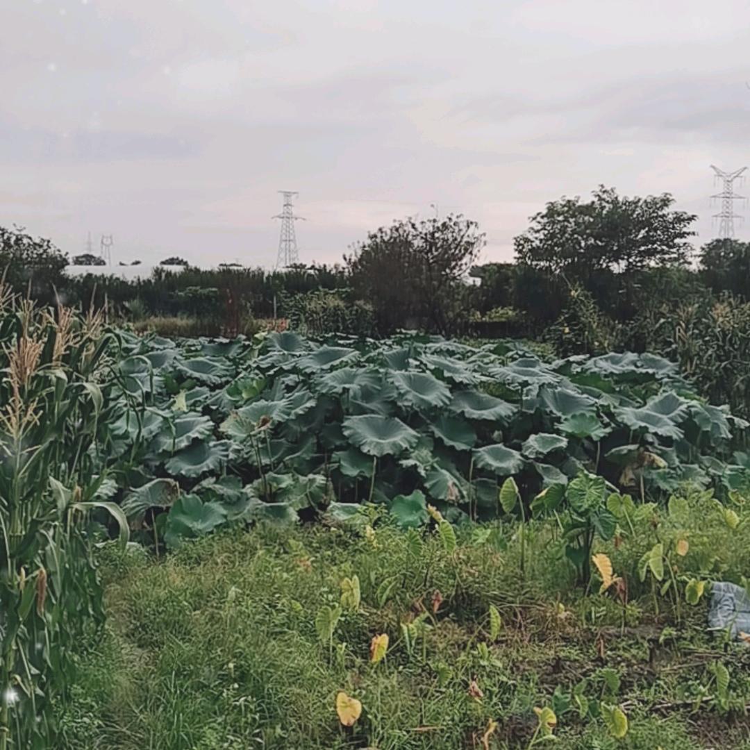 禅悟