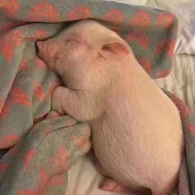 一口吞掉猪