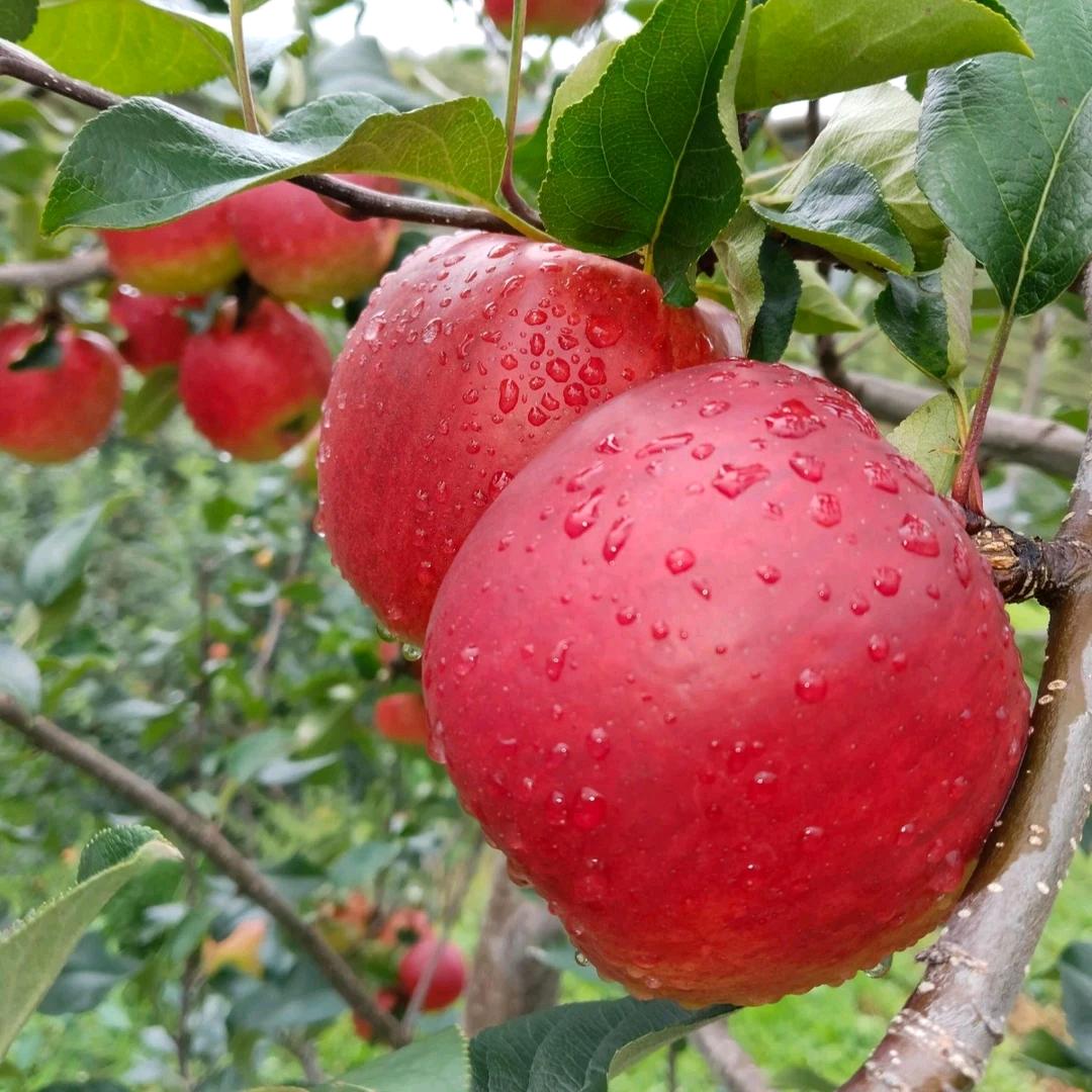 果臻鲜昭通丑苹果