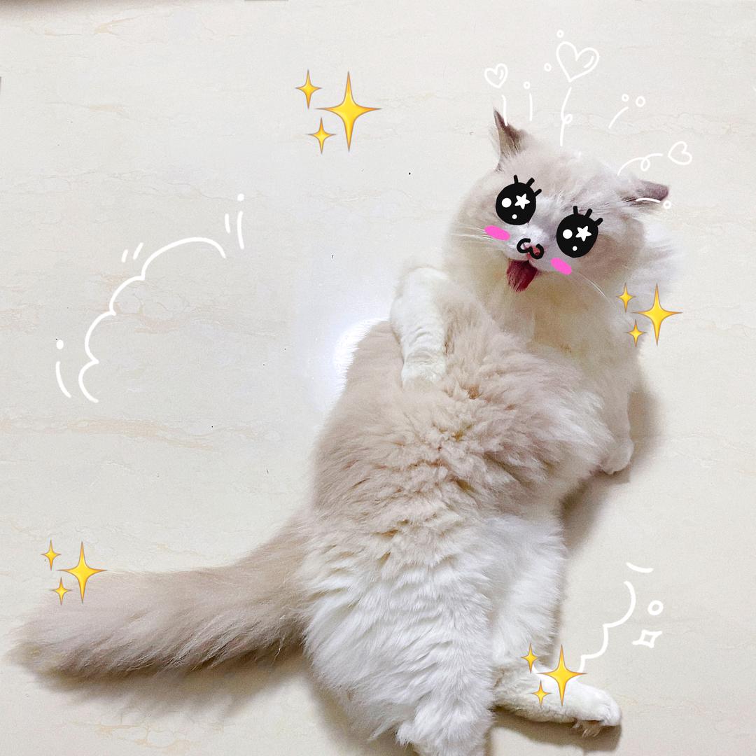 腿腿和汉堡的日常