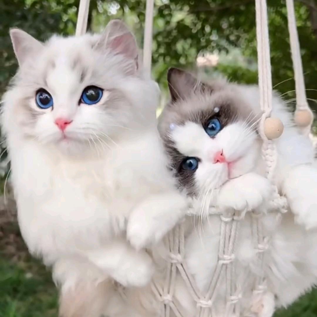 ঠᩚ᭄宋家💕千金᭨ᮩ໊࿐