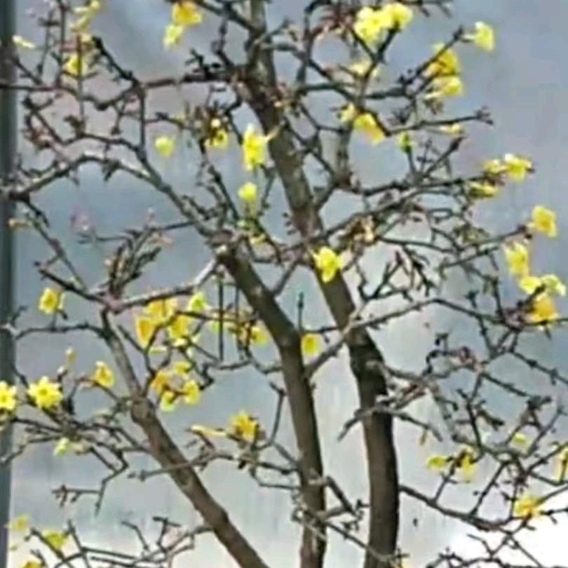 晓林园艺盆景