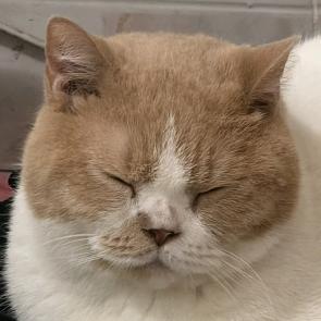 我折清风渡雪夜