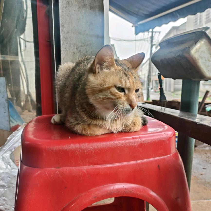 不想努力