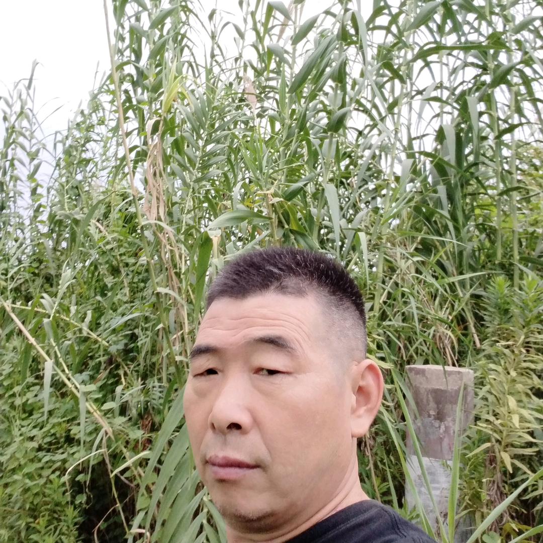 没人疼虎哥