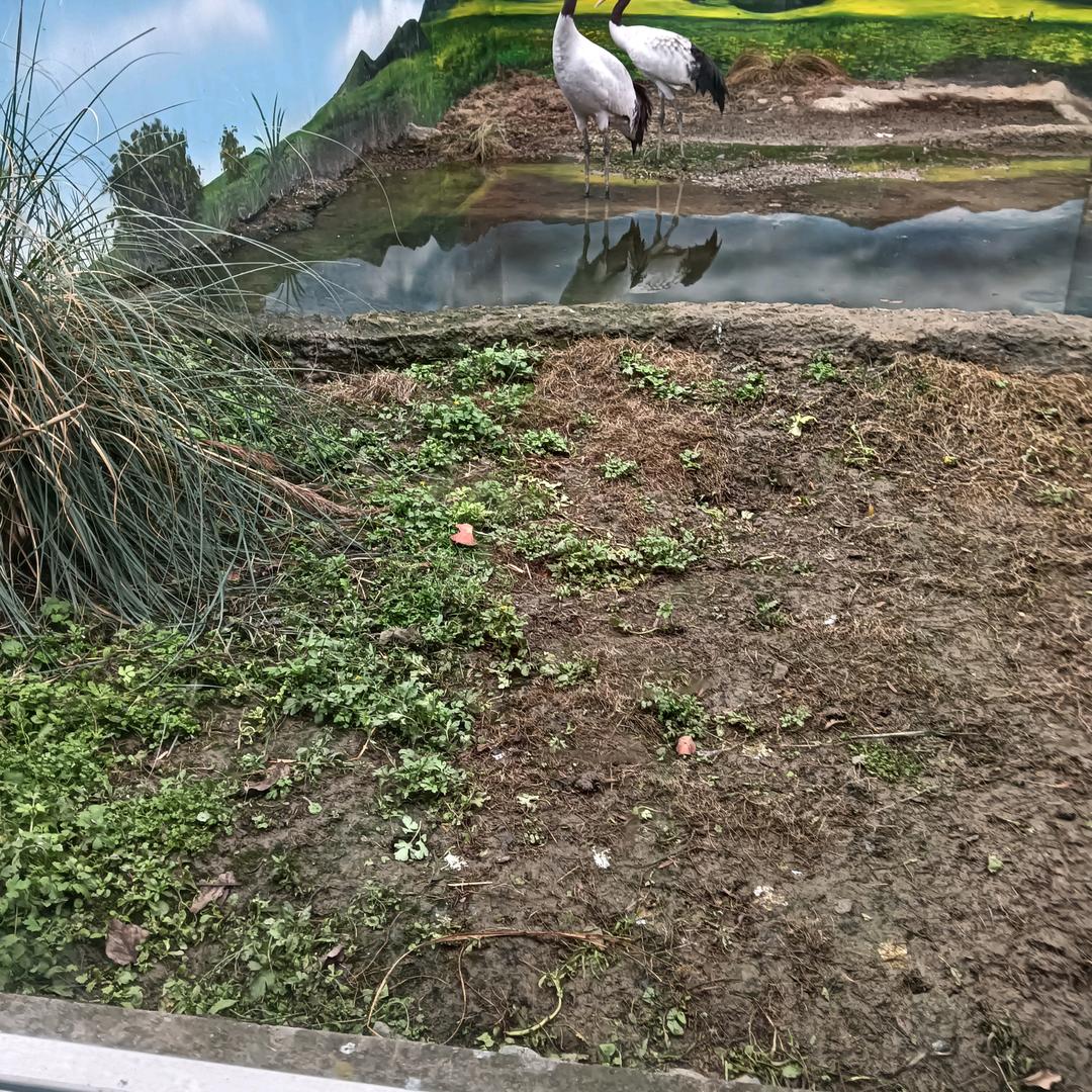 罗萍