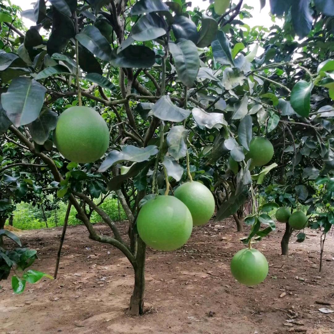 芳姐长年承接各种服装来料加工，