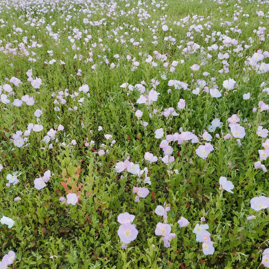 四川的