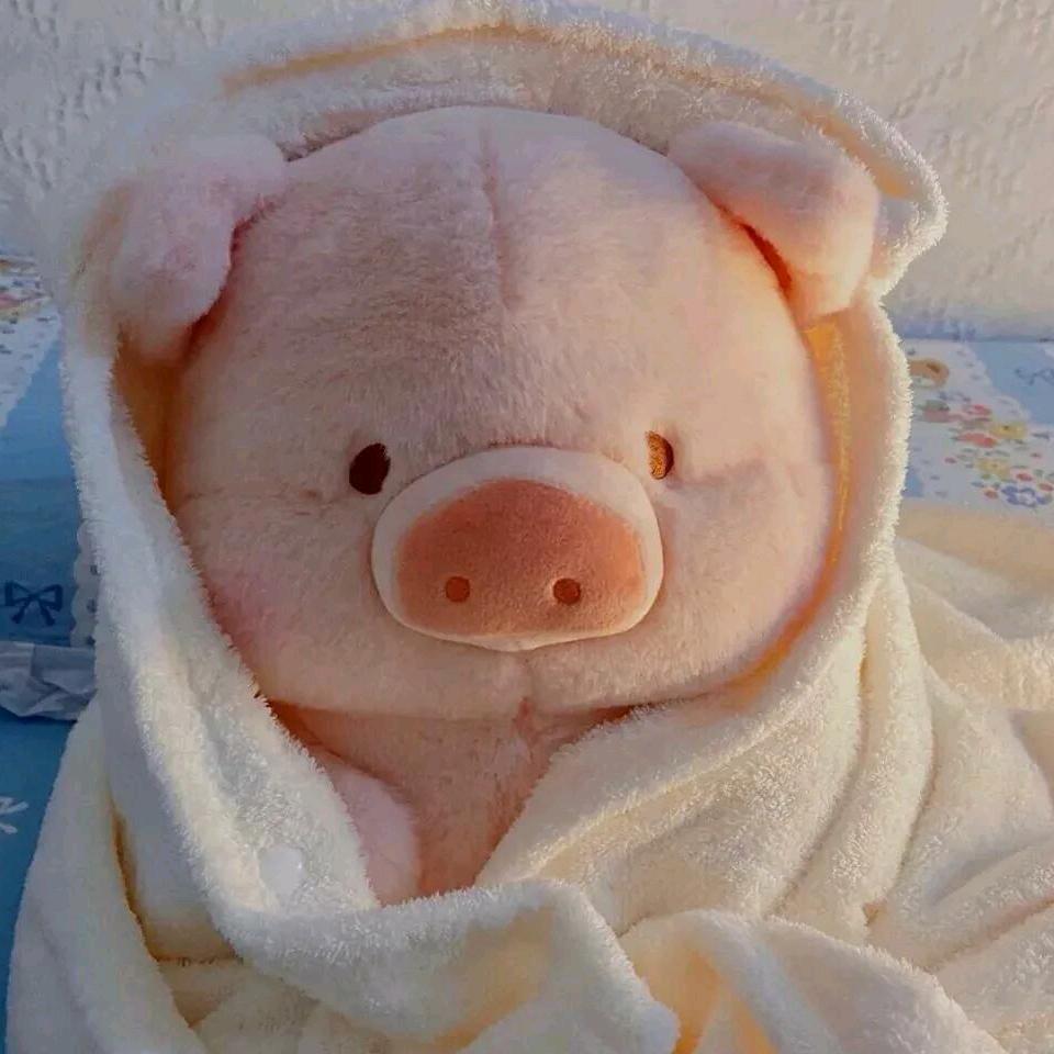 今天又困了🐷