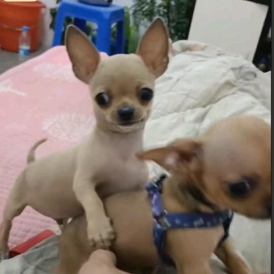 封心锁