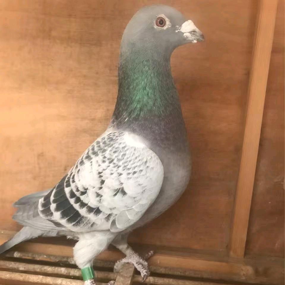 领冠鸽苑