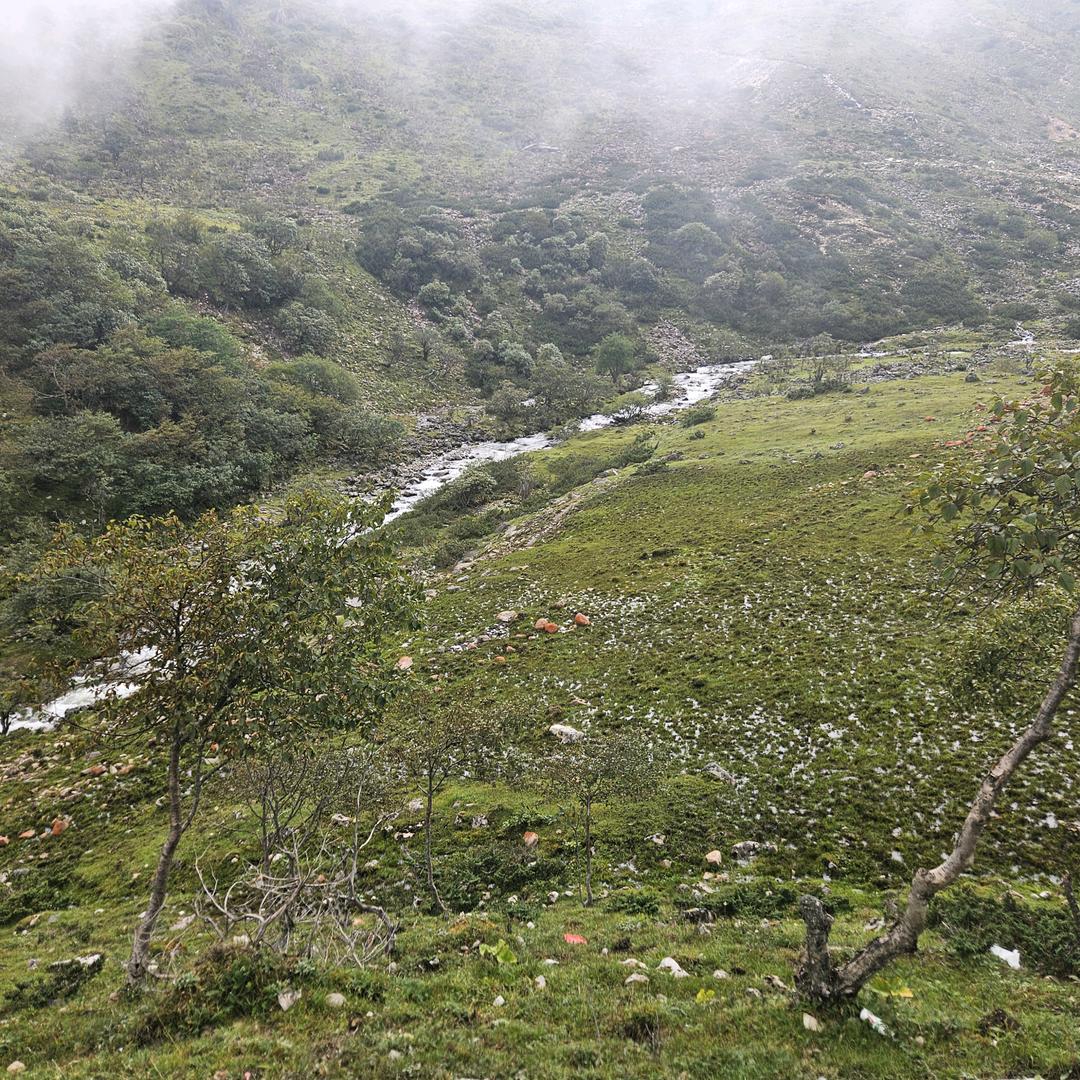 汉姜金丝楠乌木