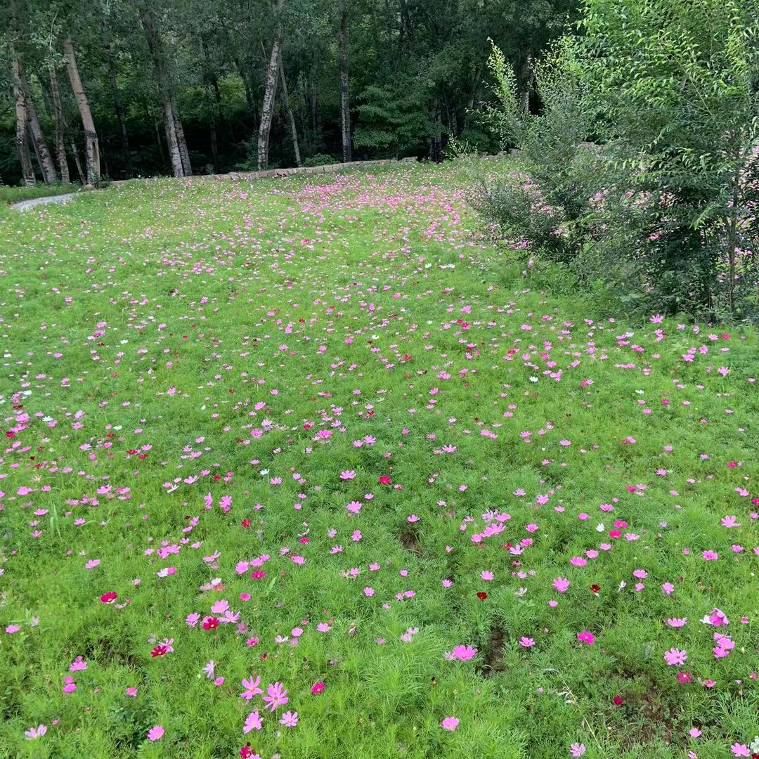 海棠爱麻将🀄️