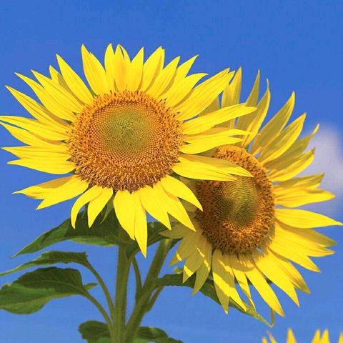 宜儿婴蓝葆湾店小歌