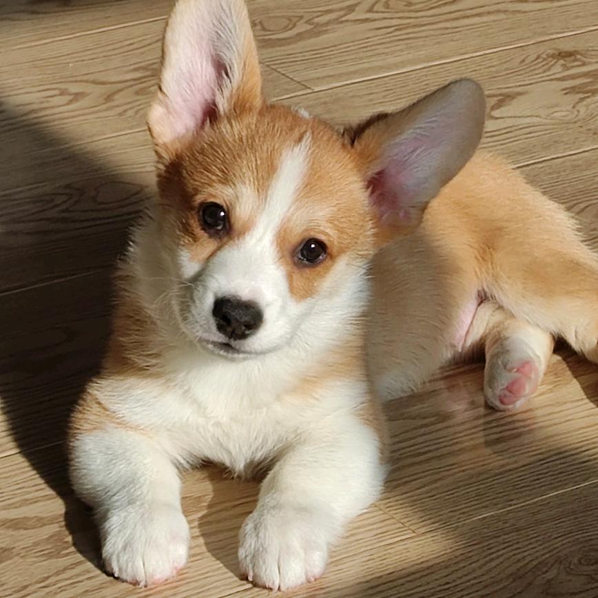 我家柯基叫初一🐶