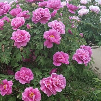 ❤️念你一生❤️