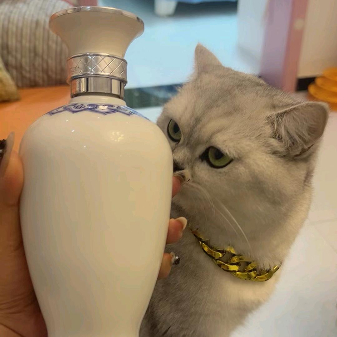 不爱你等于不要命