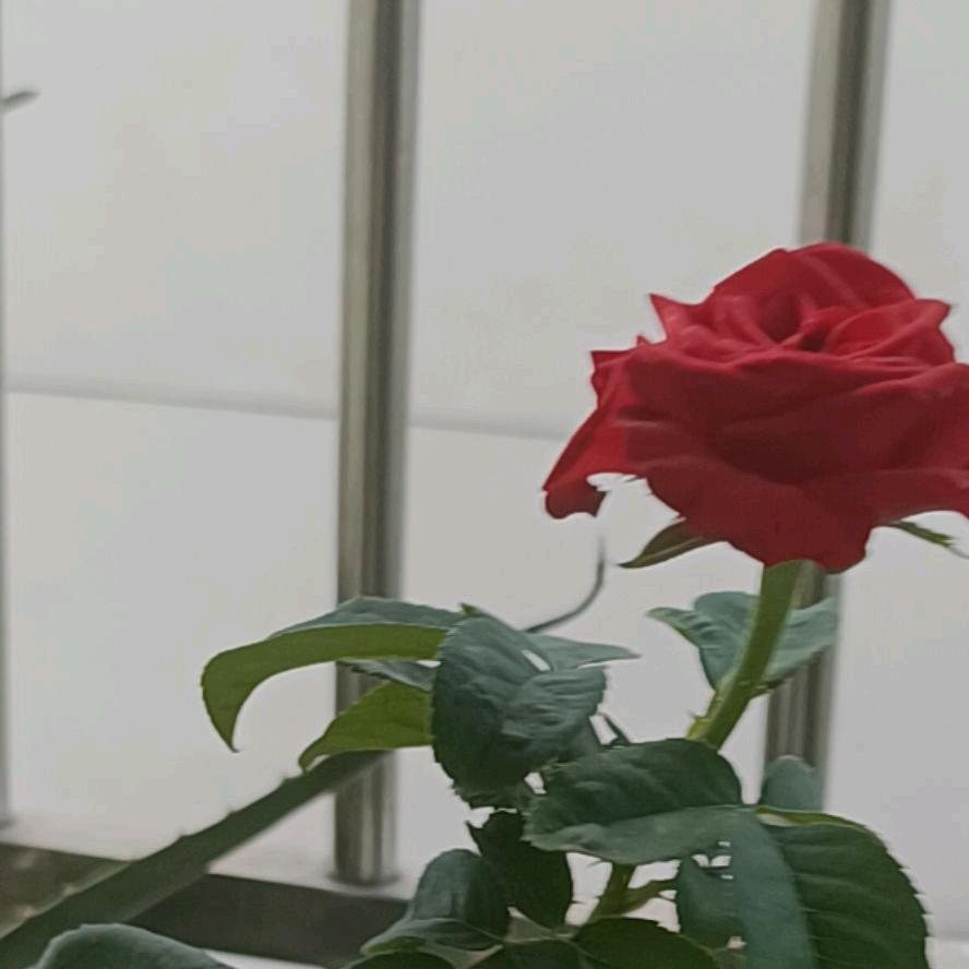 淡然一笑🍒