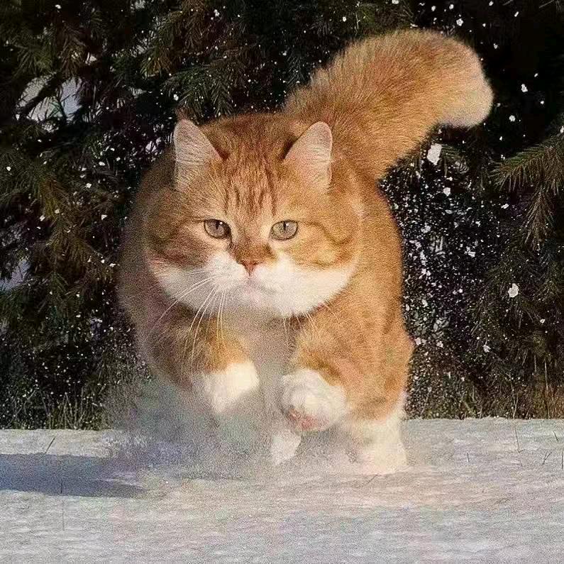 人马踢我小书包