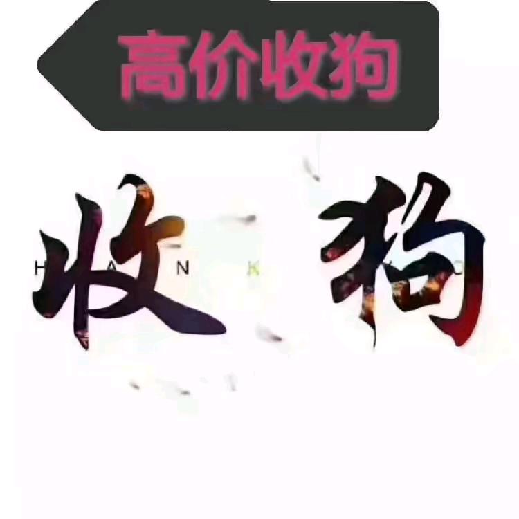 山东菏泽巨野高价收狗