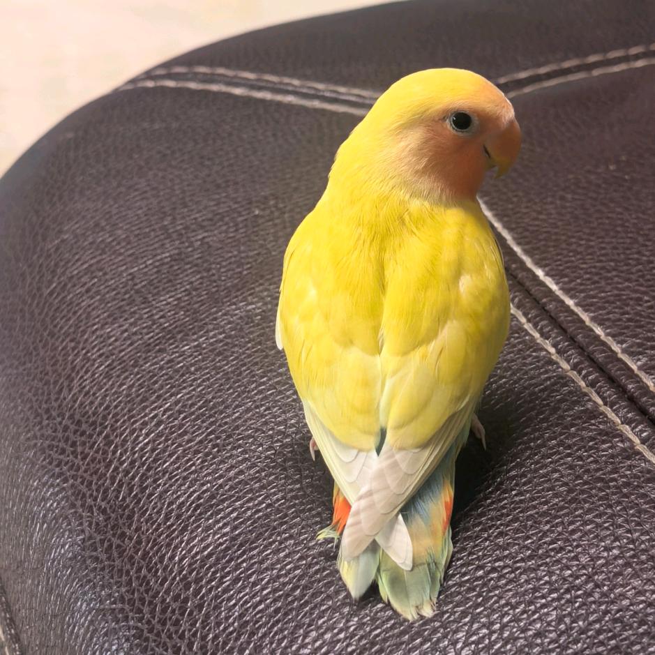 请叫我山鸡