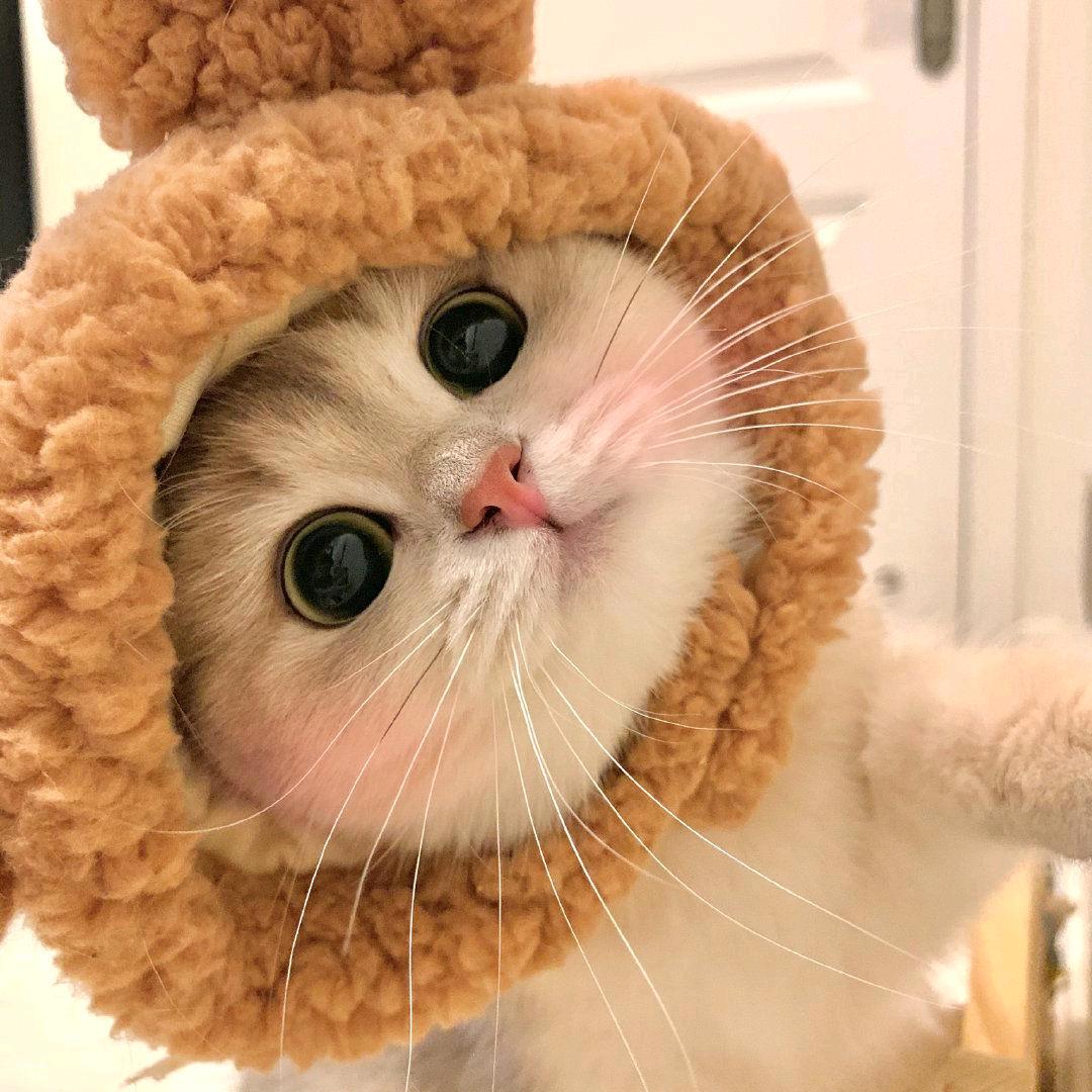 小猫很可爱