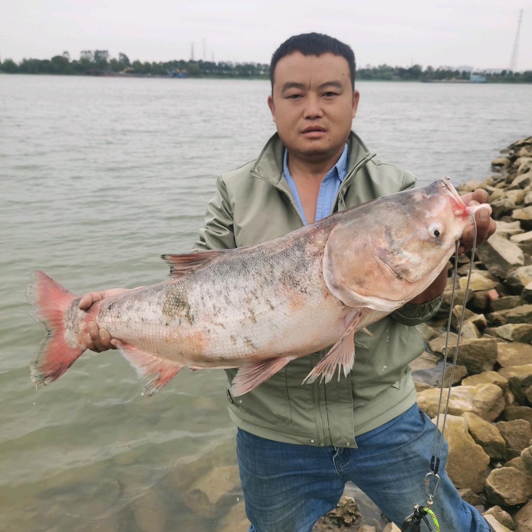 狼鹰王者野外钓鱼