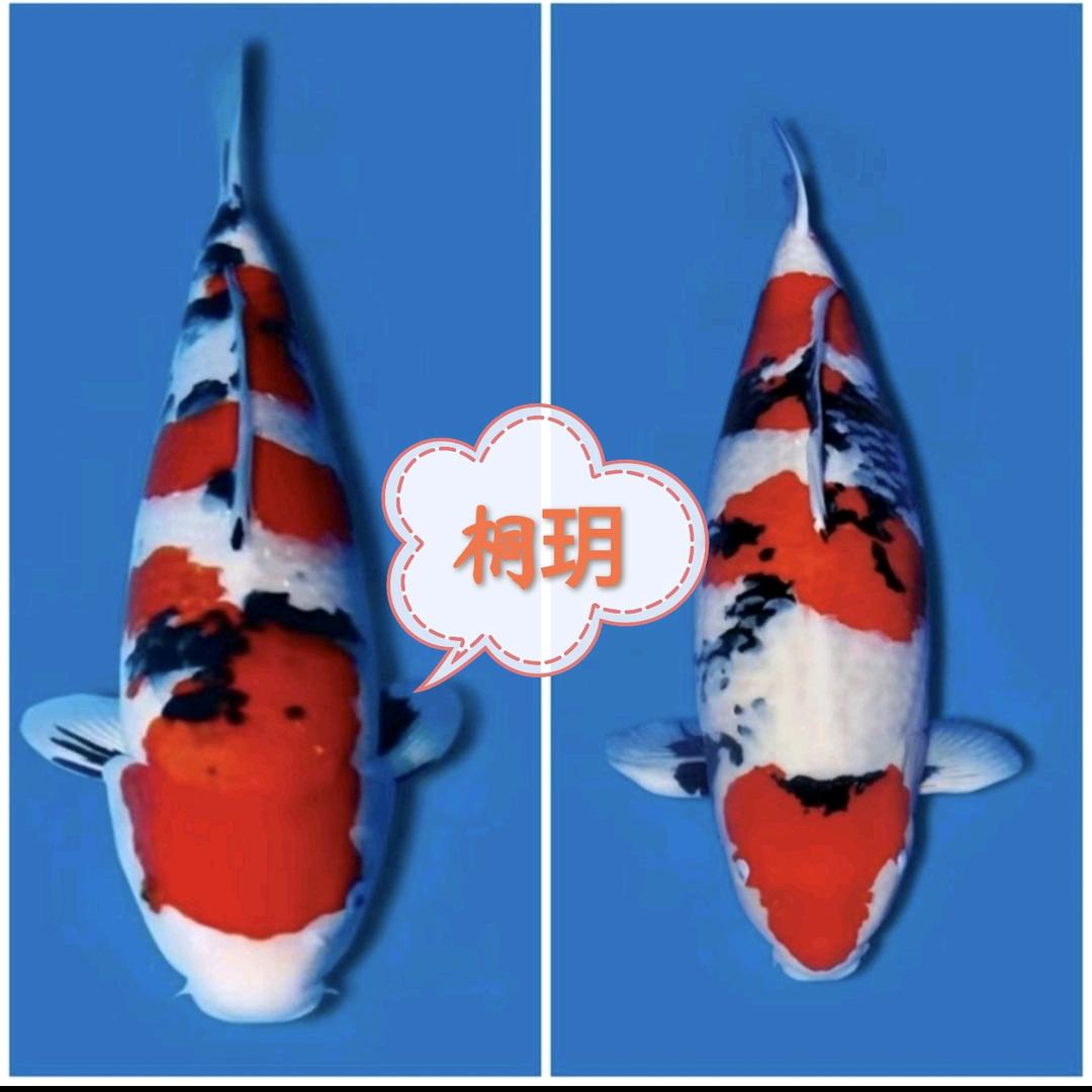 桐玥观赏鱼养殖基地