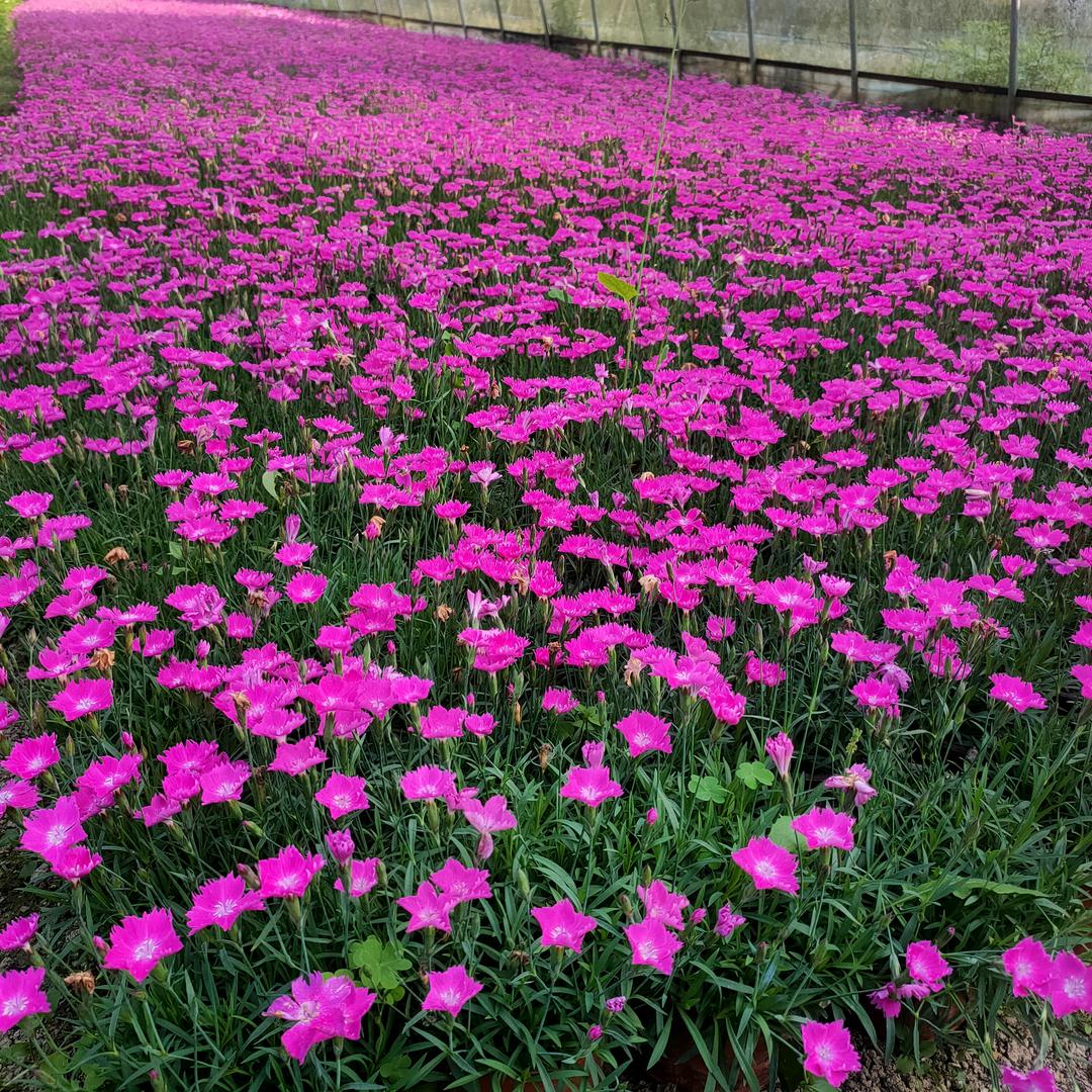 咸丰青山坡花卉大世界