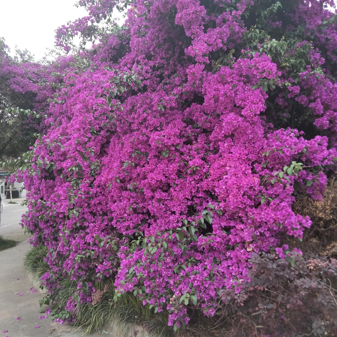 幸福快车