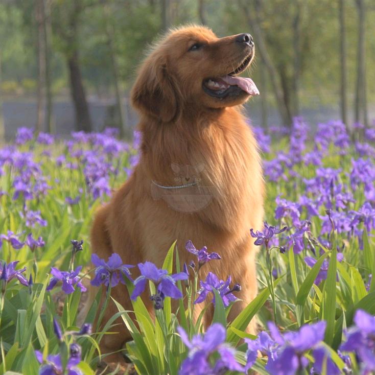 🌸毒药妈🌸の小屋🐱🐶🌲