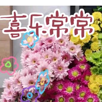 小懒猫枕暖阳