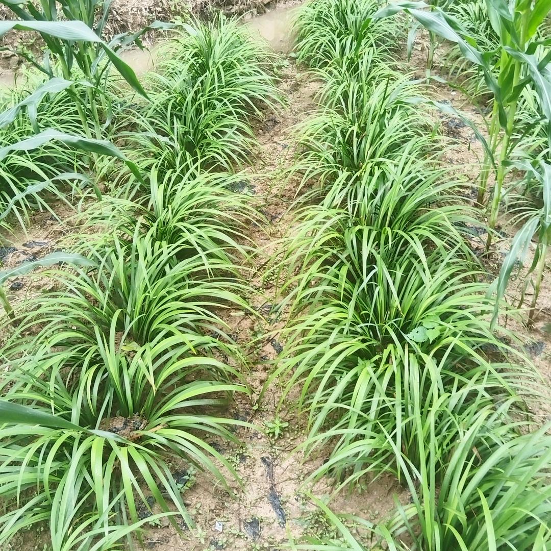 四海风景苗木药材种植基地