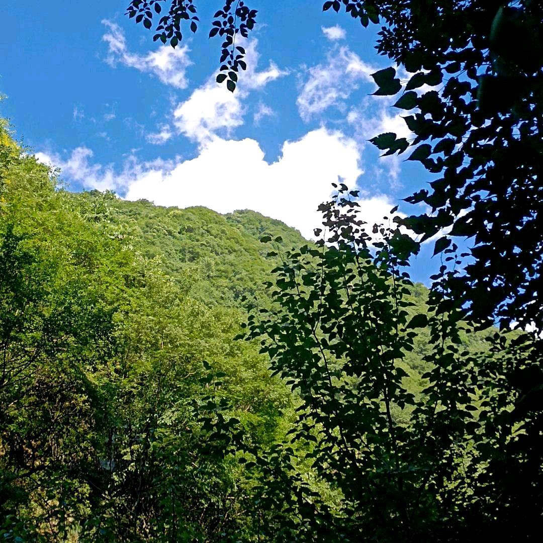 香山鱼村（大号）