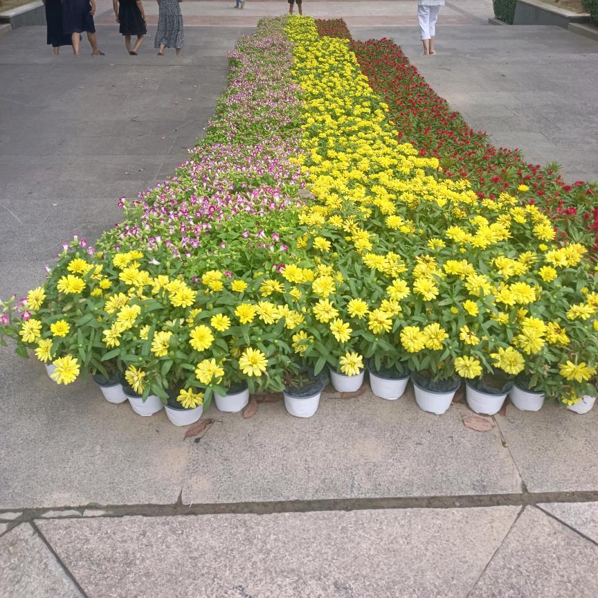 梅花泪