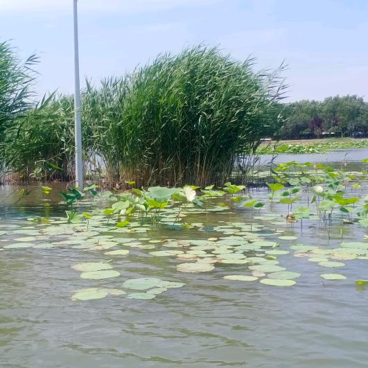 @沉默是金@