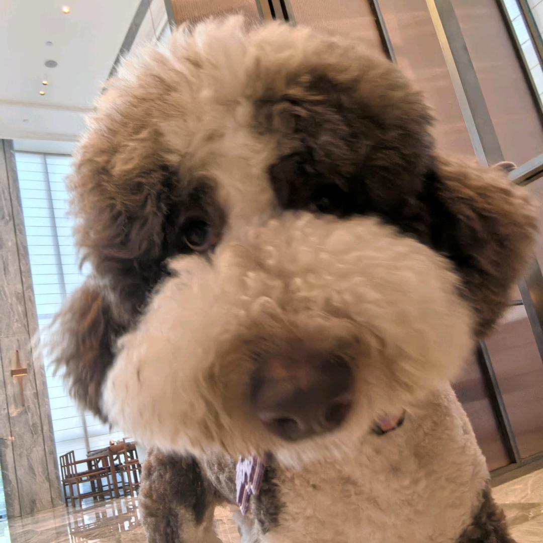 小羊的奇思妙想