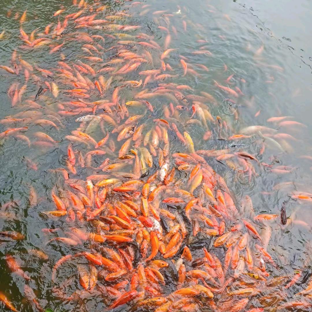渡劫期老祖