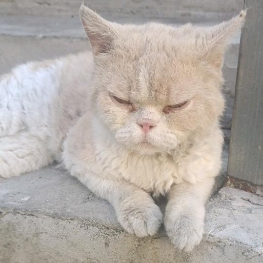 迪拜在逃王——子
