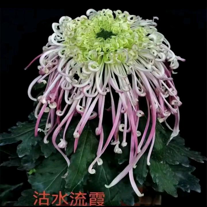 芬芳花草间