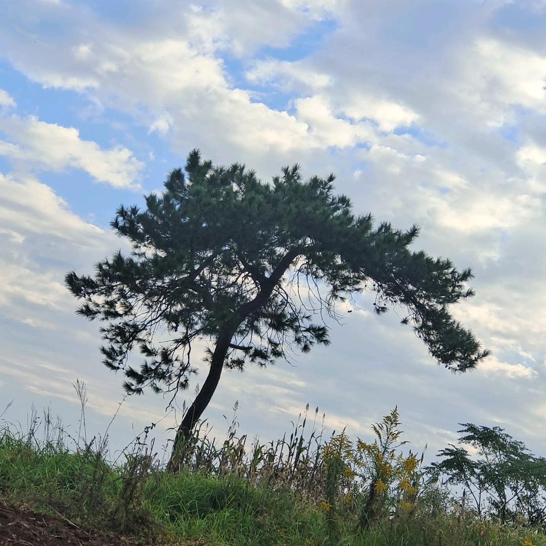 悟慌江君