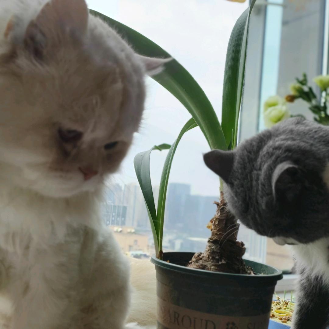 简单、(裕铭坊)