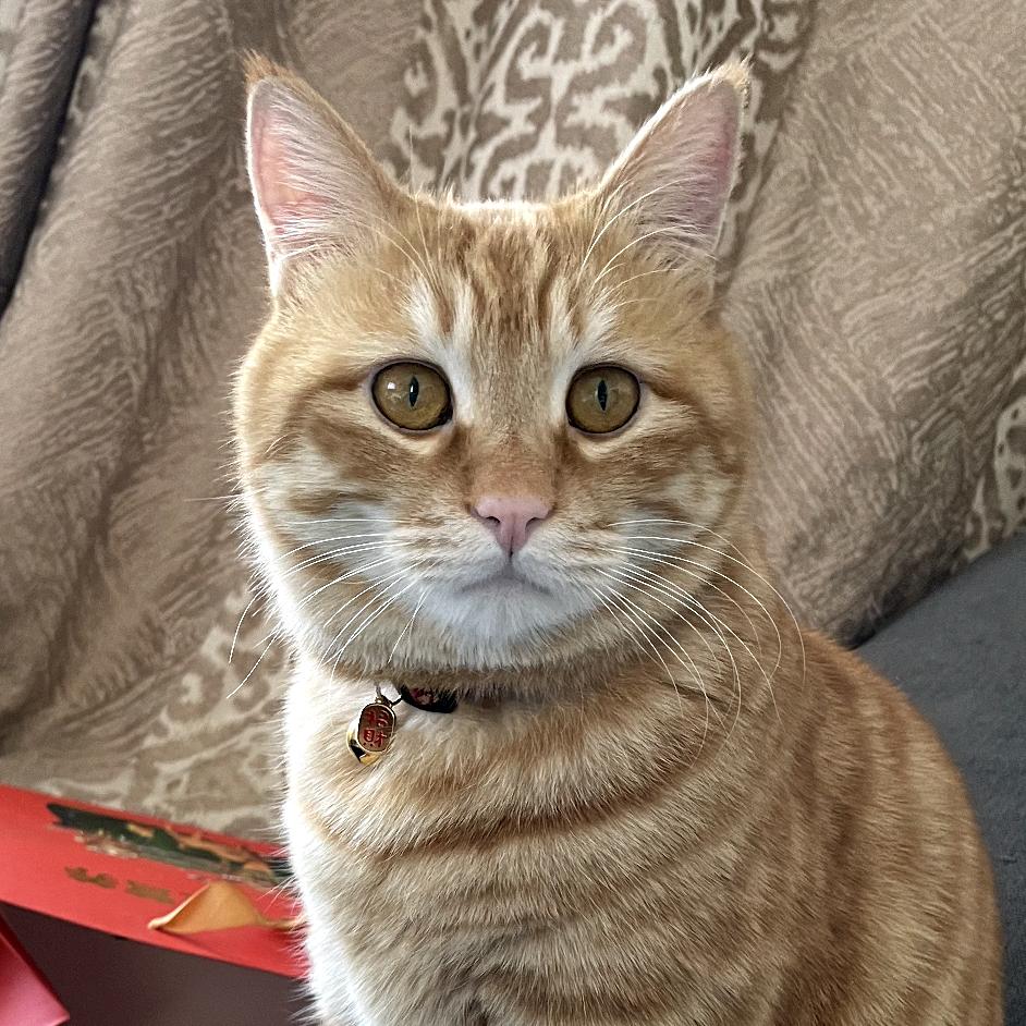 喵喵ㅤㅤㅤㅤㅤㅤㅤㅤㅤㅤㅤㅤㅤㅤㅤㅤㅤㅤ